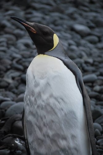 aptenodytes forsteri dt [aq gr punta ambato] (40)