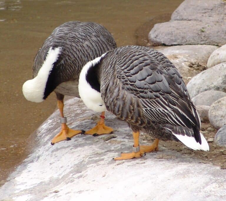 emperor goose {anser canagicus} emperor goose {anser canagicus}