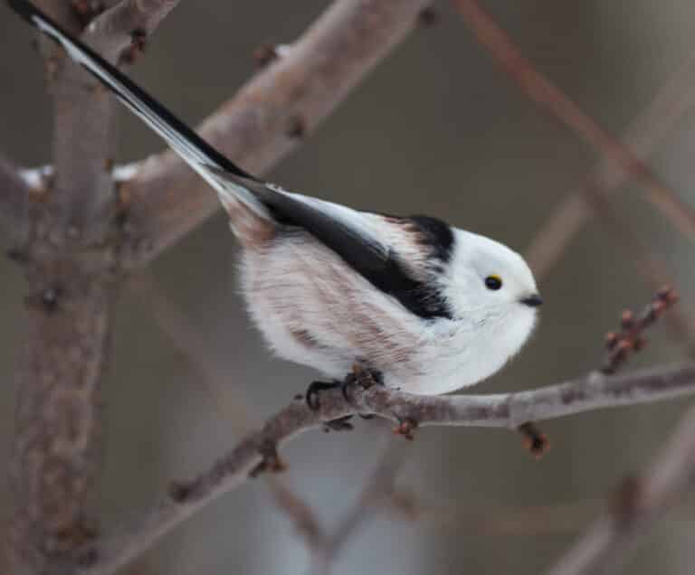 Длиннохвостая синица (aegithalos caudatus), Битцевский лес