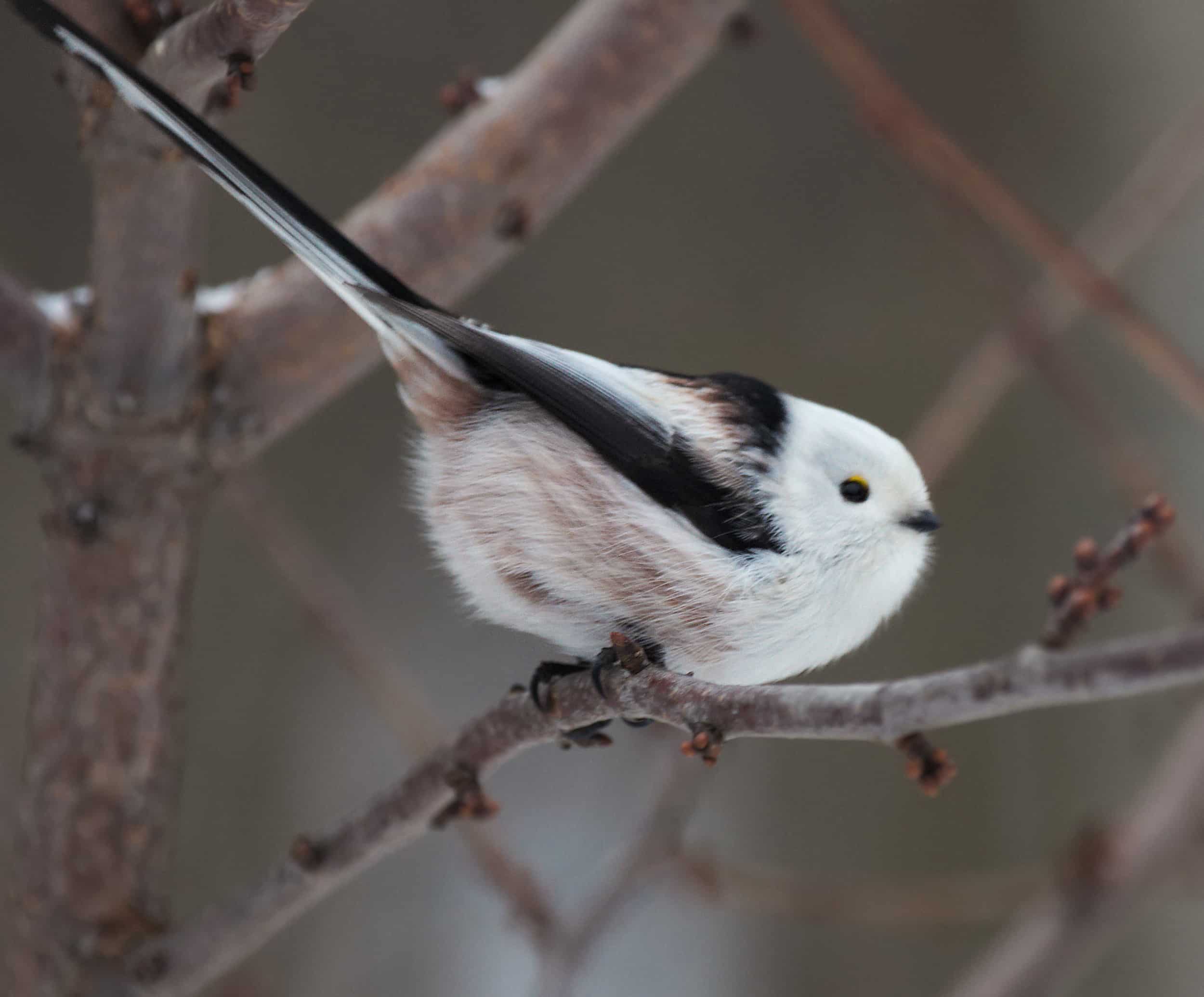Длиннохвостая синица (aegithalos caudatus), Битцевский лес