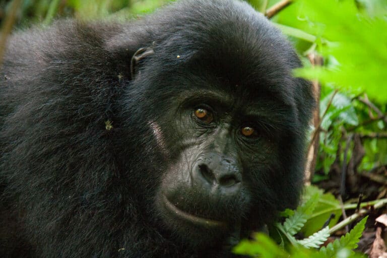 male mountain gorilla (5 y.o.) bwindi impenatrable forest, uganda male mountain gorilla (5 y.o.) bwindi impenatrable forest, uganda