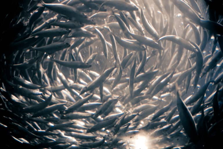 swirling schools of anchovies (7153355757)
