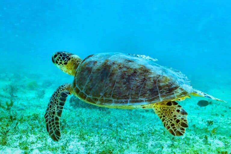 green sea turtle swimming