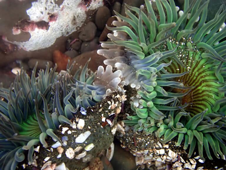 clone war of sea anemones 2 17 08 2 edit1 clone war of sea anemones 2 17 08 2 edit1
