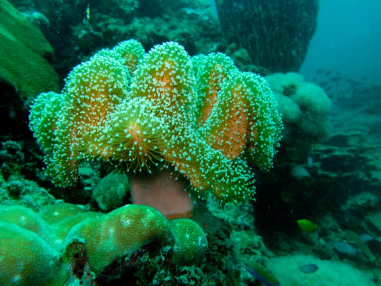 sea anemone (5335812496) sea anemone (5335812496)