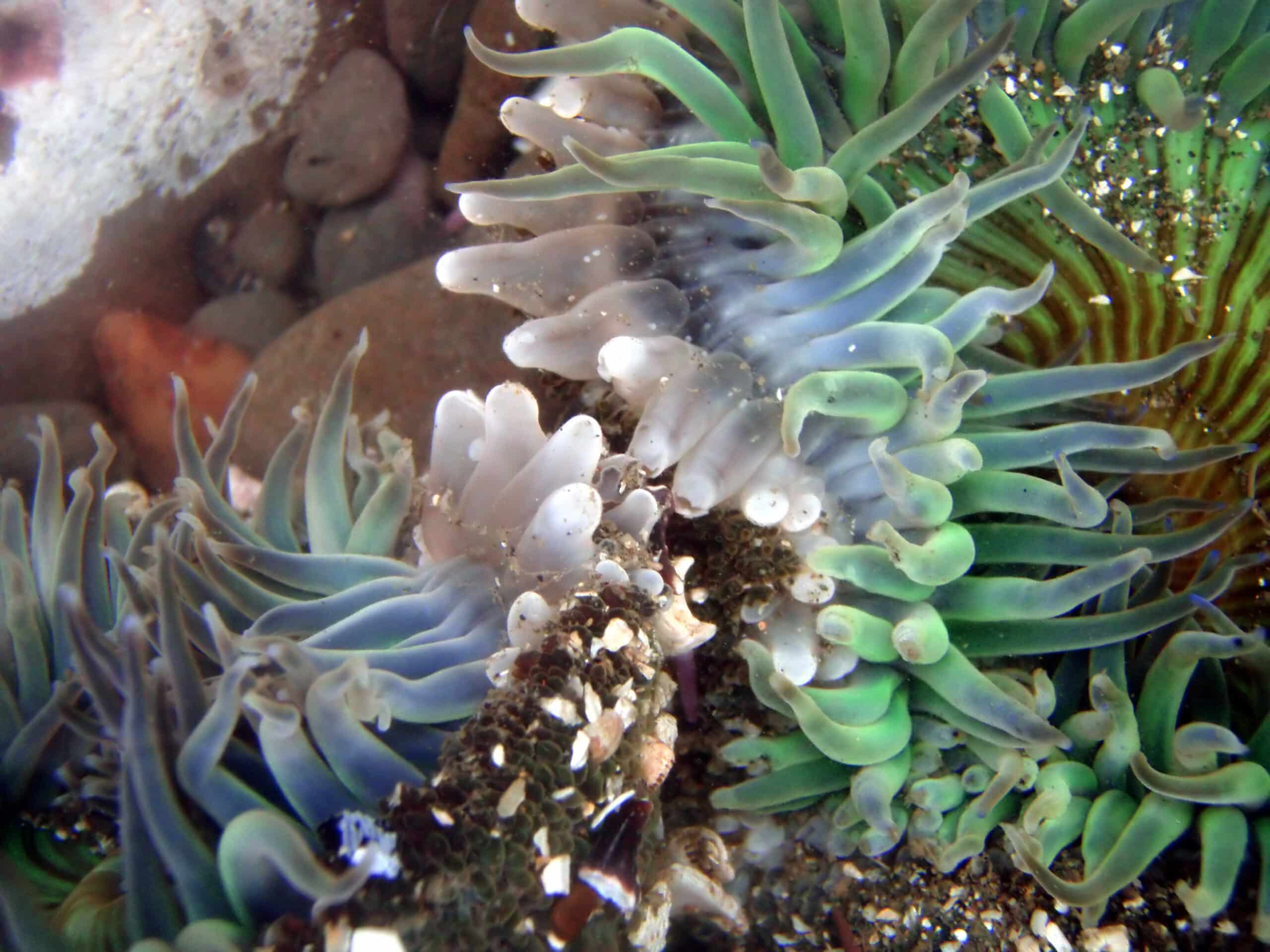 close up of clone war of sea anemones close up of clone war of sea anemones