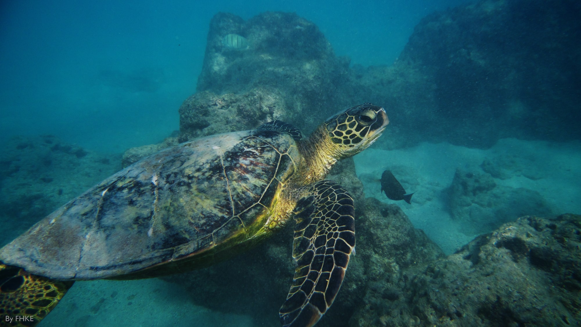 sea turtle hanauma bay
