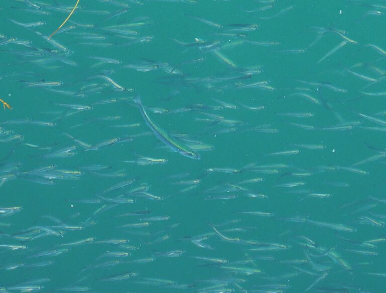 northern anchovies, engraulis mordax