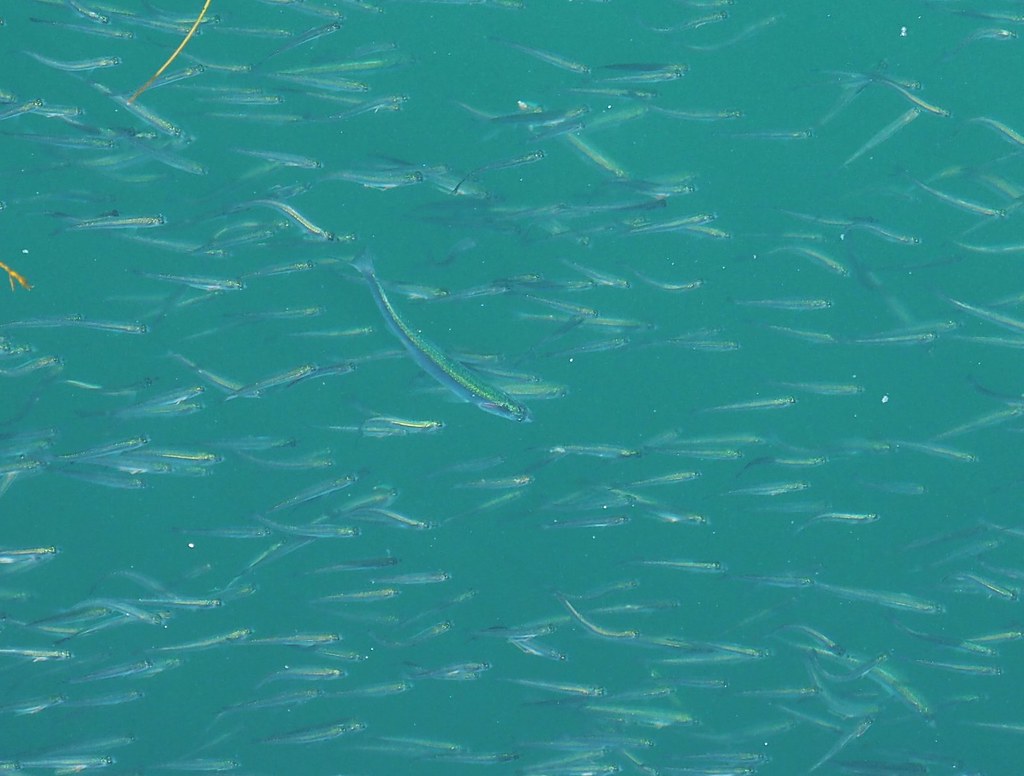 northern anchovies, engraulis mordax