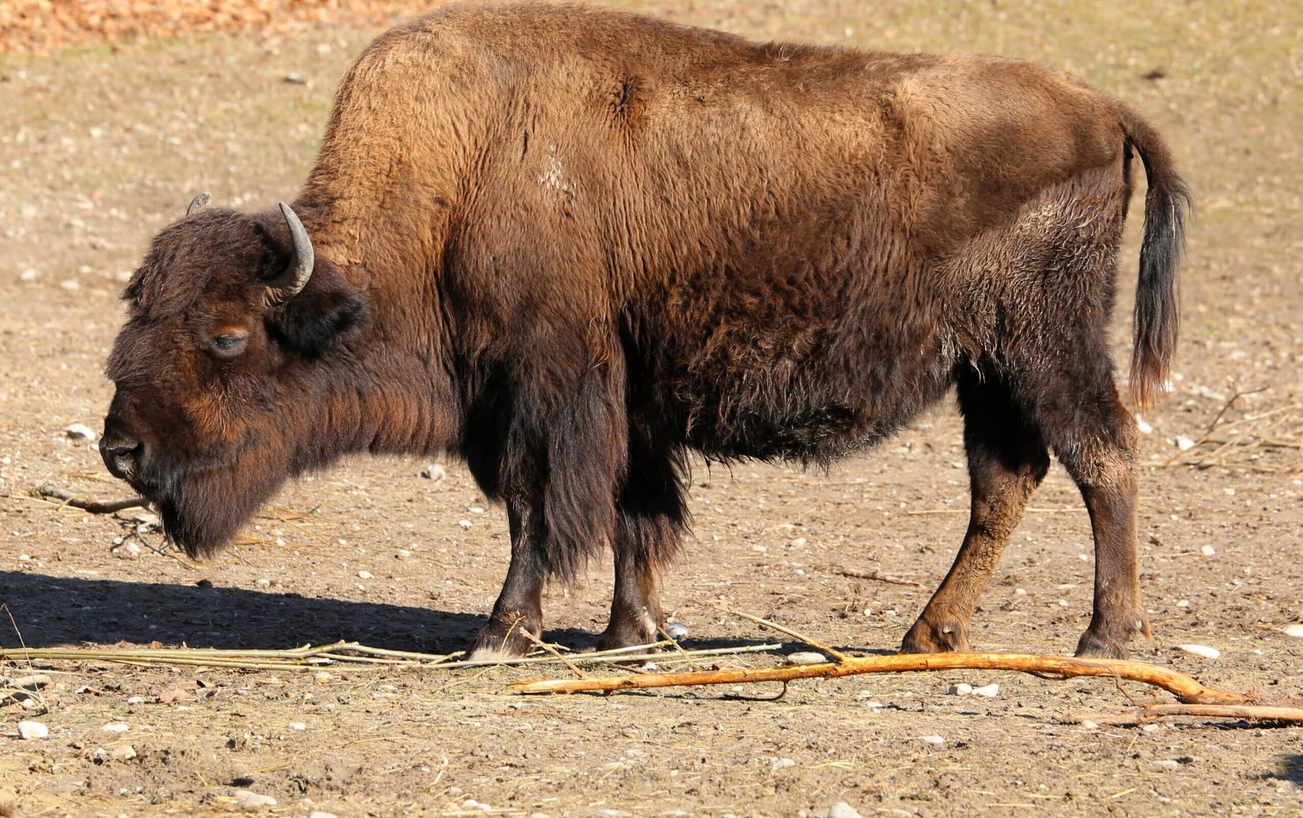 Wood Bison