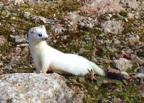 mustela erminea winter cropped mustela erminea winter cropped