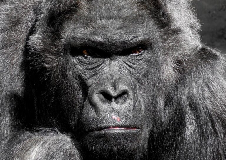 portrait of gorilla portrait of gorilla Ape