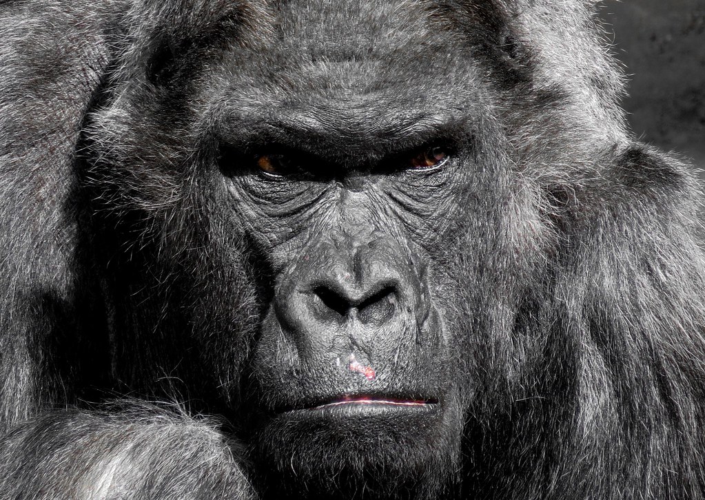 portrait of gorilla portrait of gorilla Ape