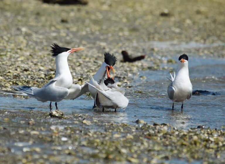 2022 04 16 thalasseus elegans, upper newport bay, california 5 2022 04 16 thalasseus elegans, upper newport bay, california 5
