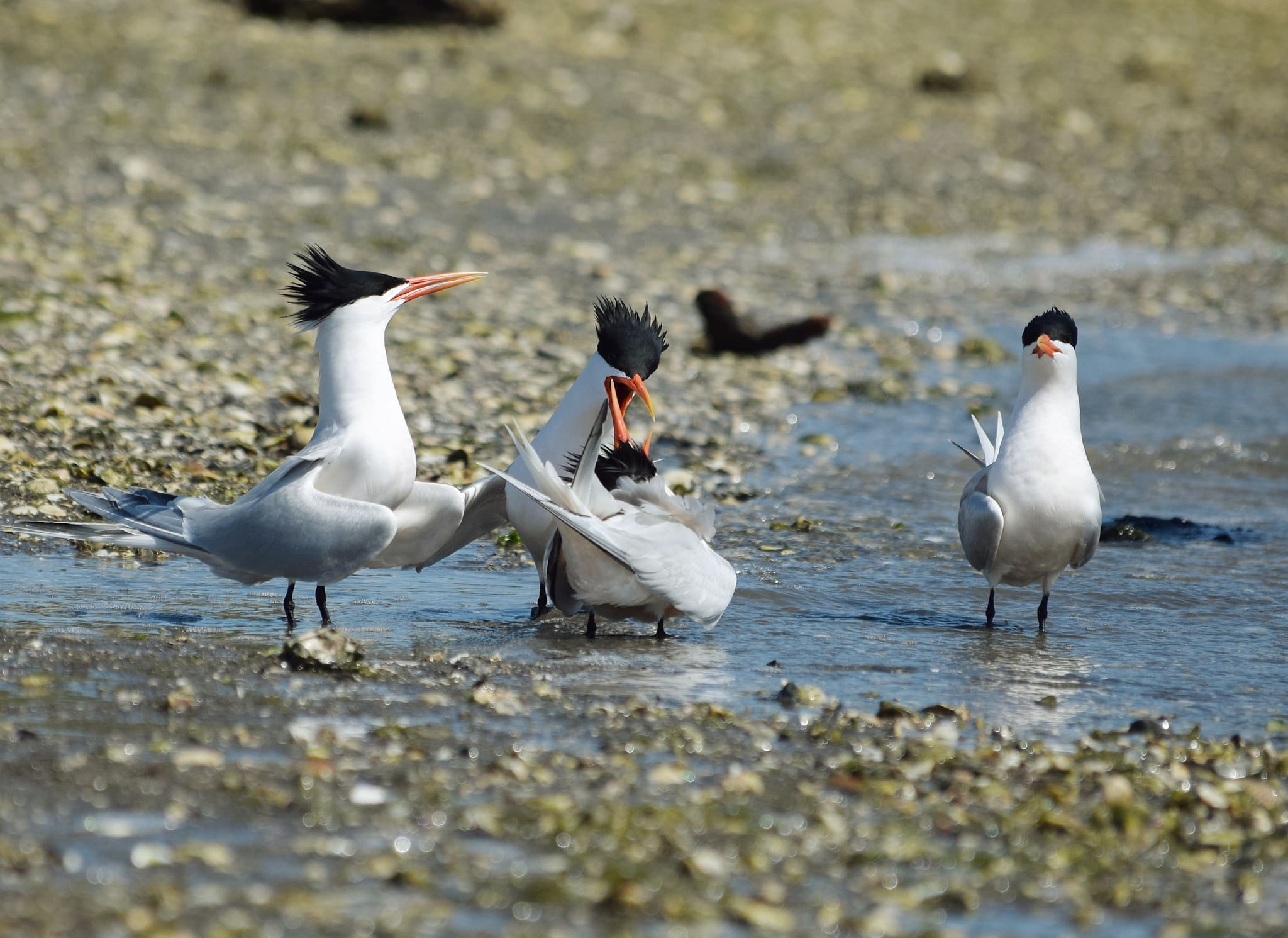2022 04 16 thalasseus elegans, upper newport bay, california 5 2022 04 16 thalasseus elegans, upper newport bay, california 5