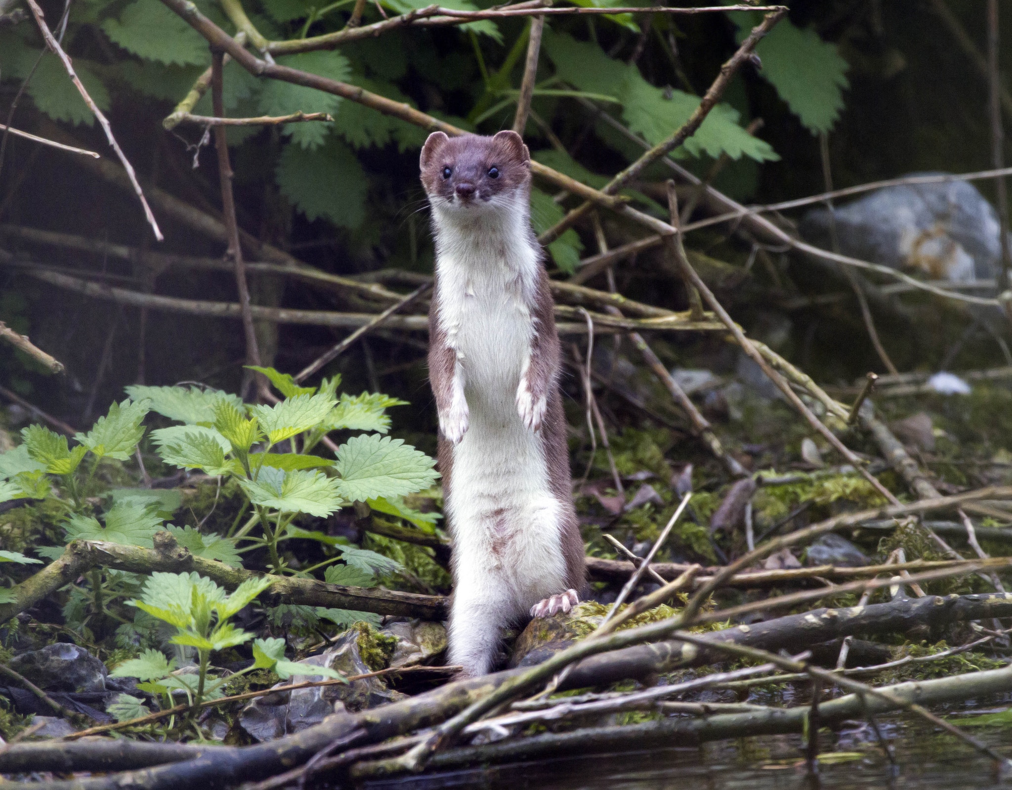 mustela erminea england 8 (1) mustela erminea england 8 (1)