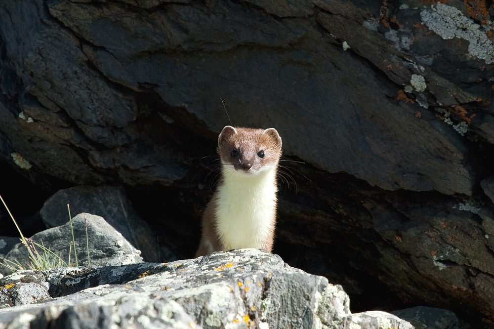 stoat (mustela erminea) stoat (mustela erminea)