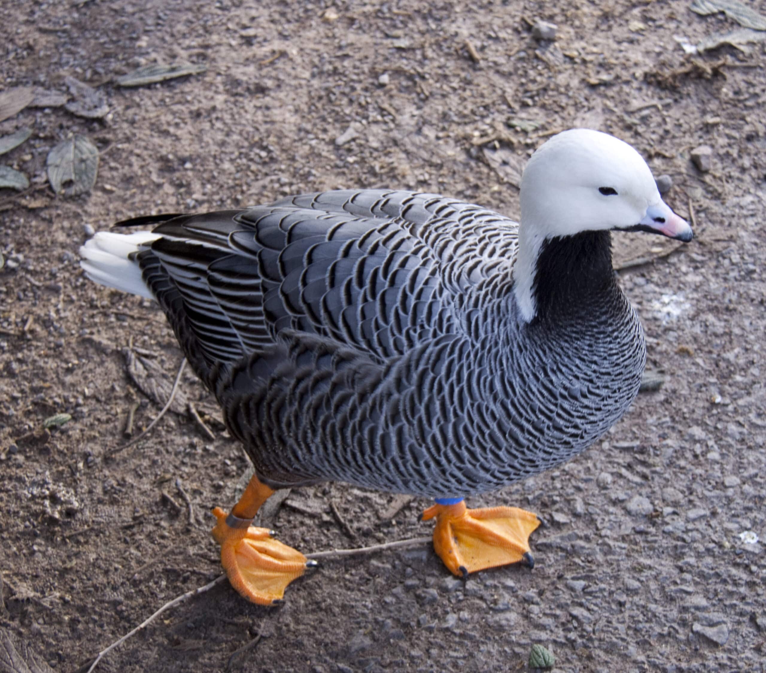 file:anser canagicus 1.jpg file:anser canagicus 1.jpg