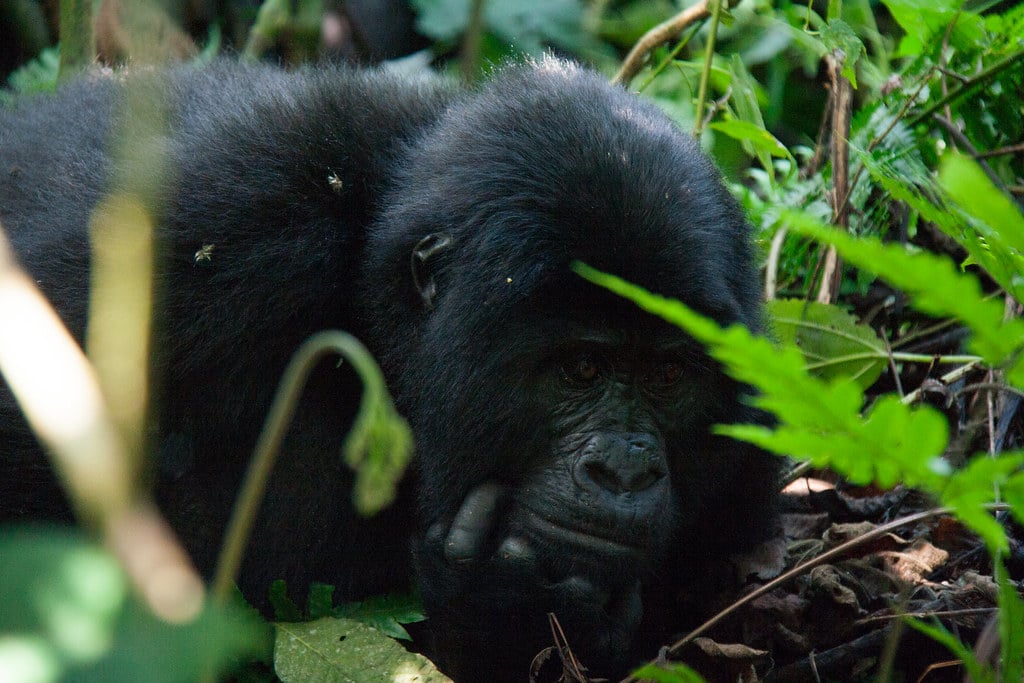 male mountain gorilla (5 y.o.) bwindi impenatrable forest, uganda male mountain gorilla (5 y.o.) bwindi impenatrable forest, uganda