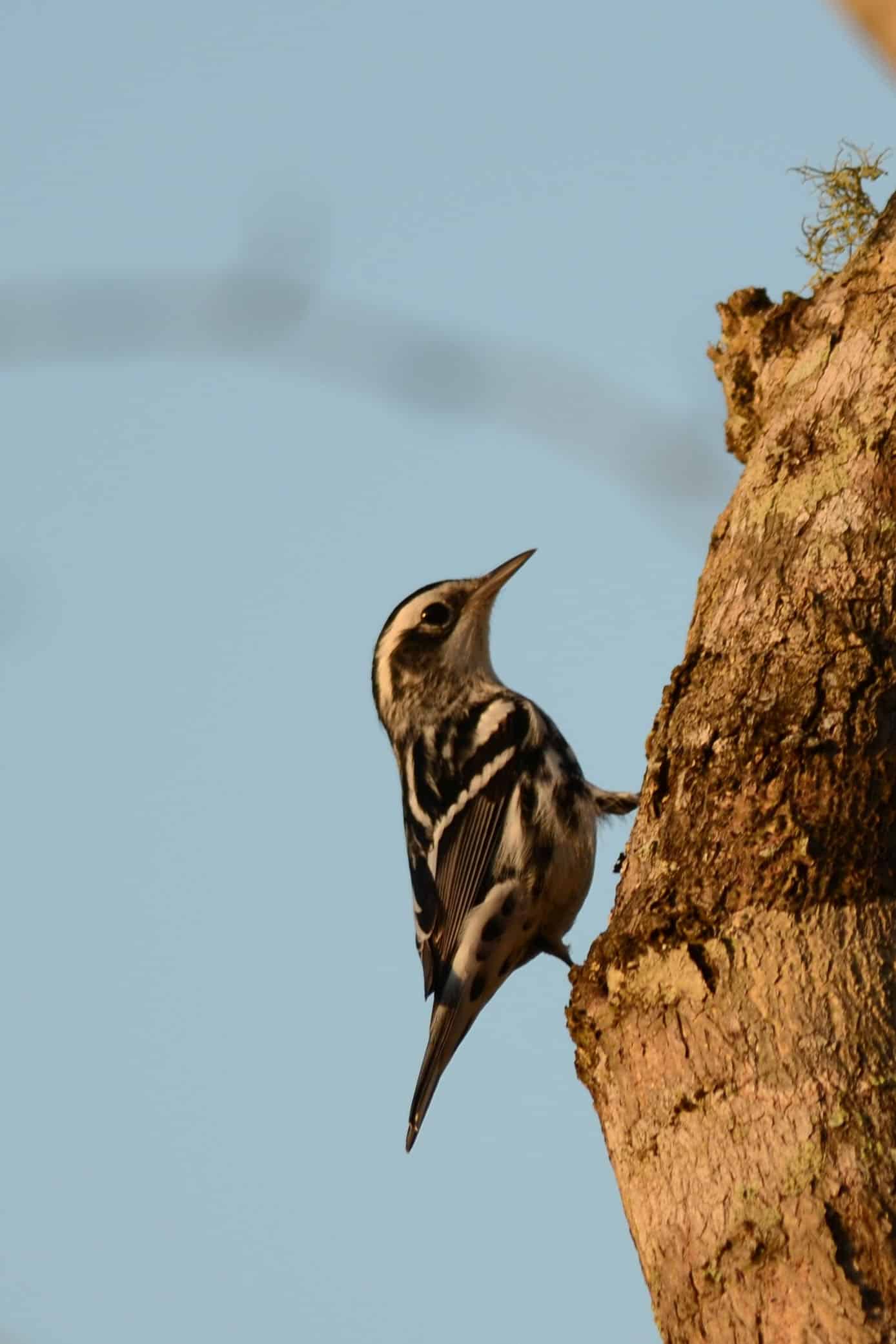 file:chipe trepador, black and white warbler, mniotilta varia (11915343875).jpg file:chipe trepador, black and white warbler, mniotilta varia (11915343875).jpg