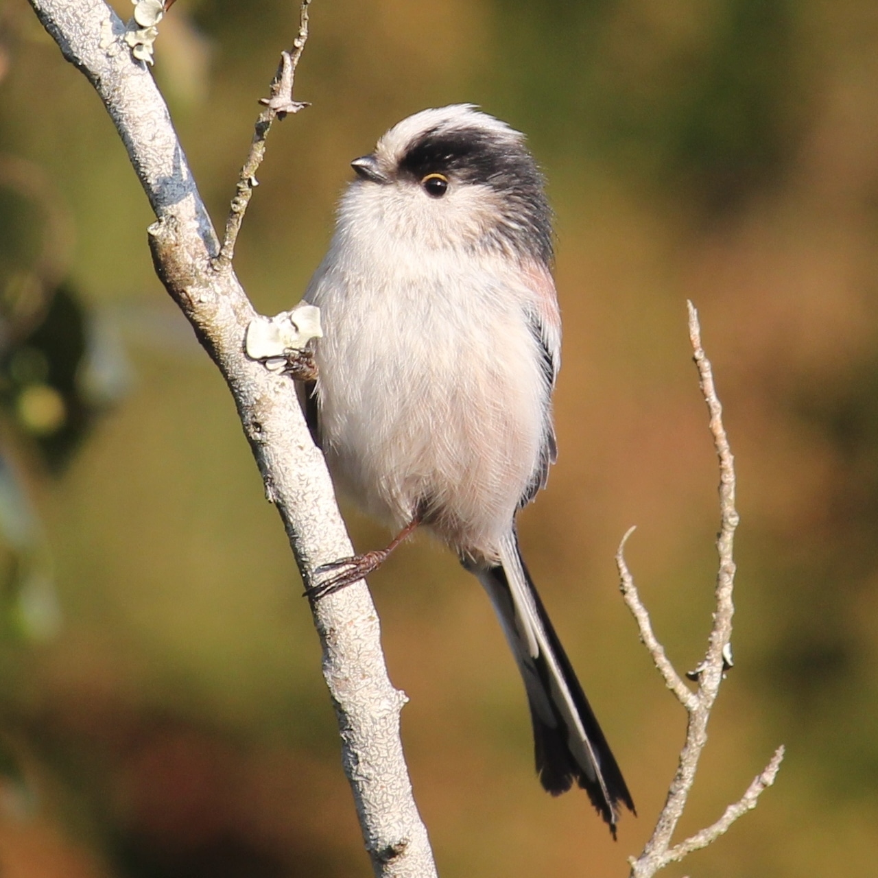 aegithalos caudatus trivirgatus (mount mankan)