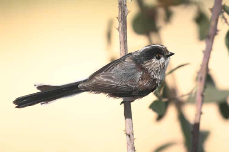 mito aegithalos caudatus 3