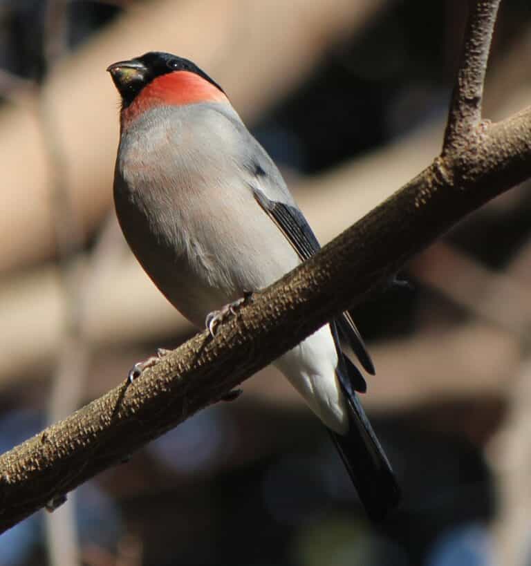 pyrrhula pyrrhula rosacea male