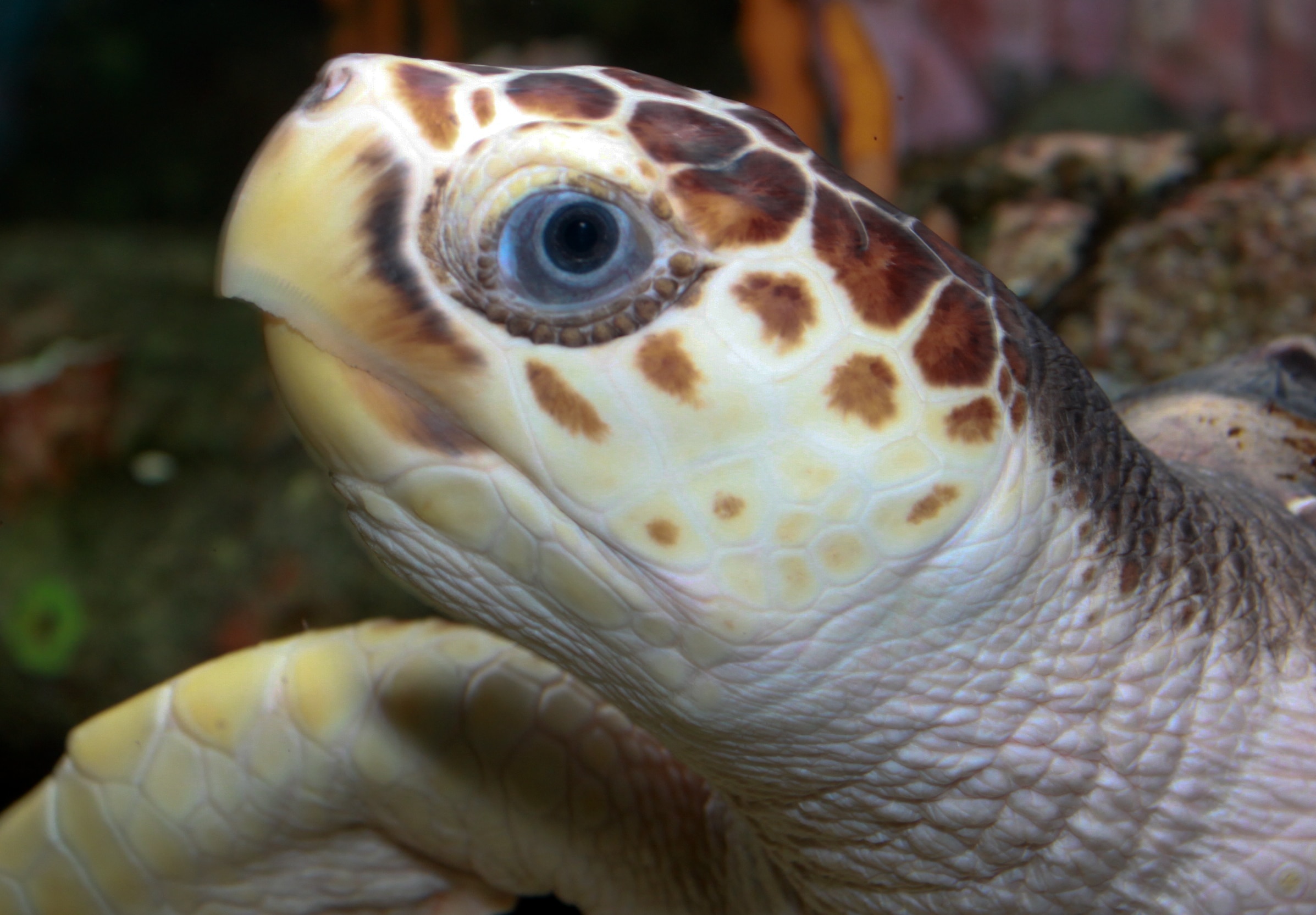 loggerhead sea turtle (caretta caretta)
