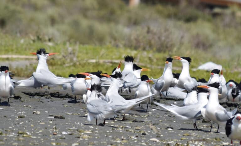 2022 04 16 thalasseus elegans, upper newport bay, california 6 2022 04 16 thalasseus elegans, upper newport bay, california 6