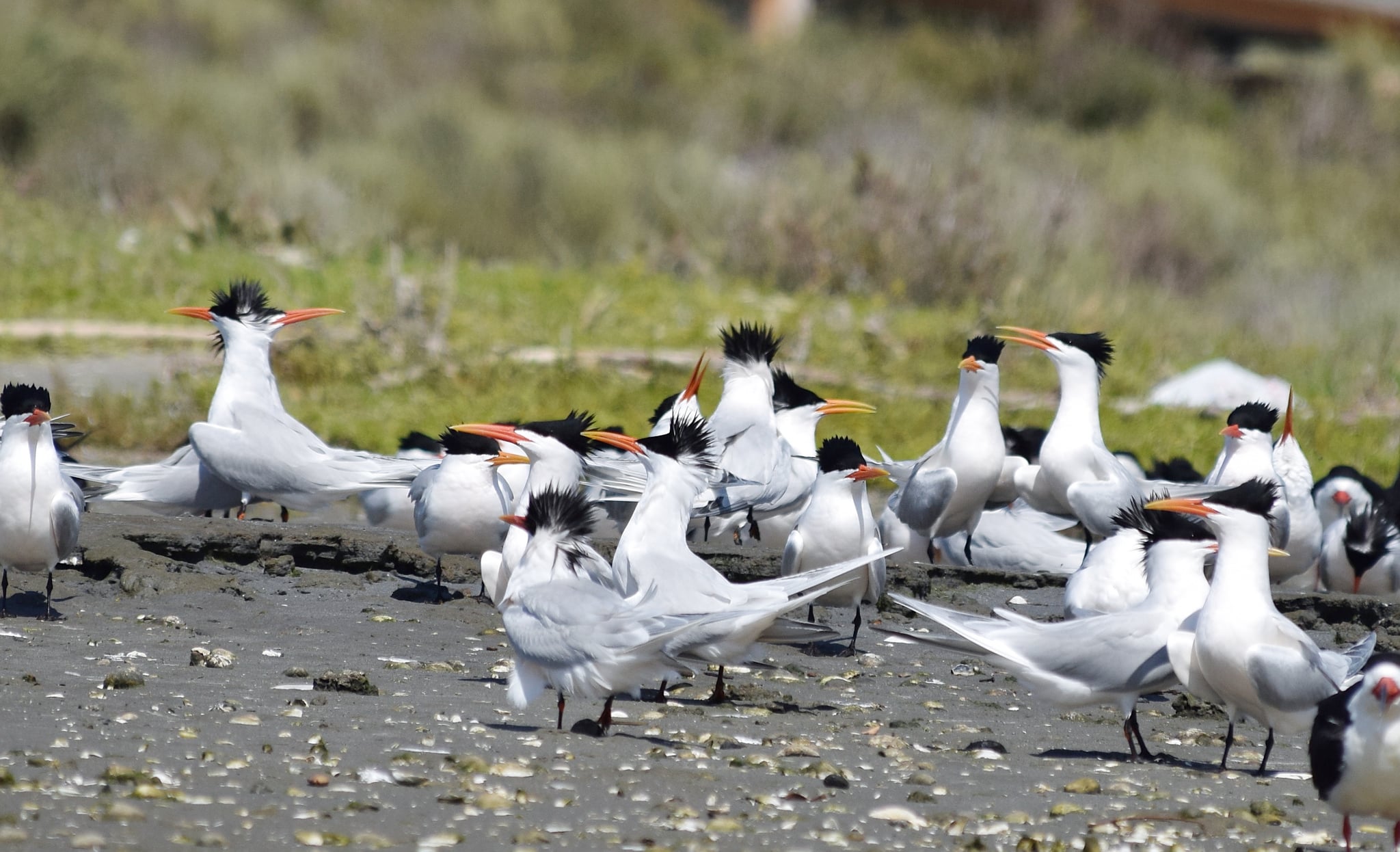2022 04 16 thalasseus elegans, upper newport bay, california 6 2022 04 16 thalasseus elegans, upper newport bay, california 6