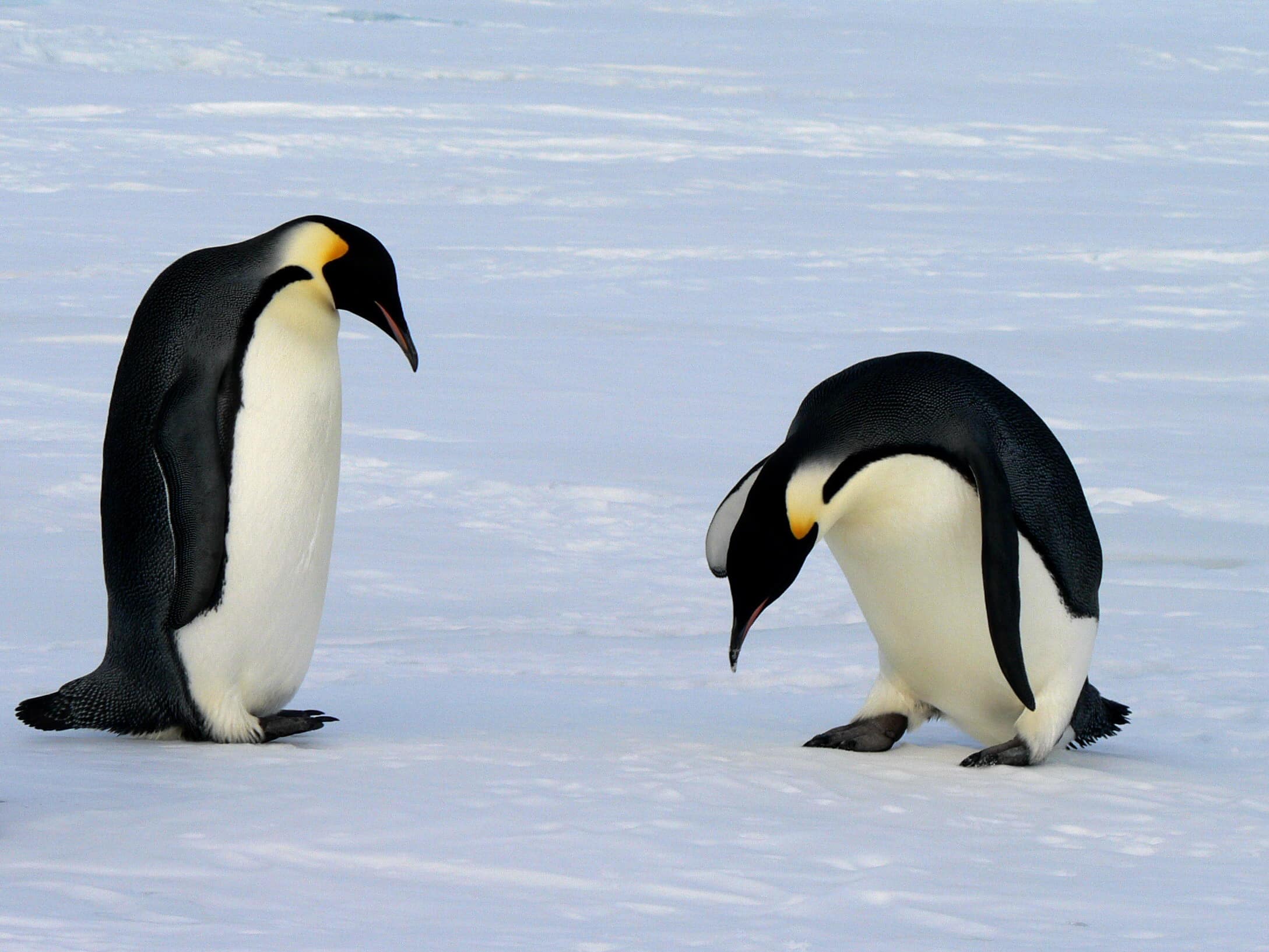file:emperor penguins (2).jpg
