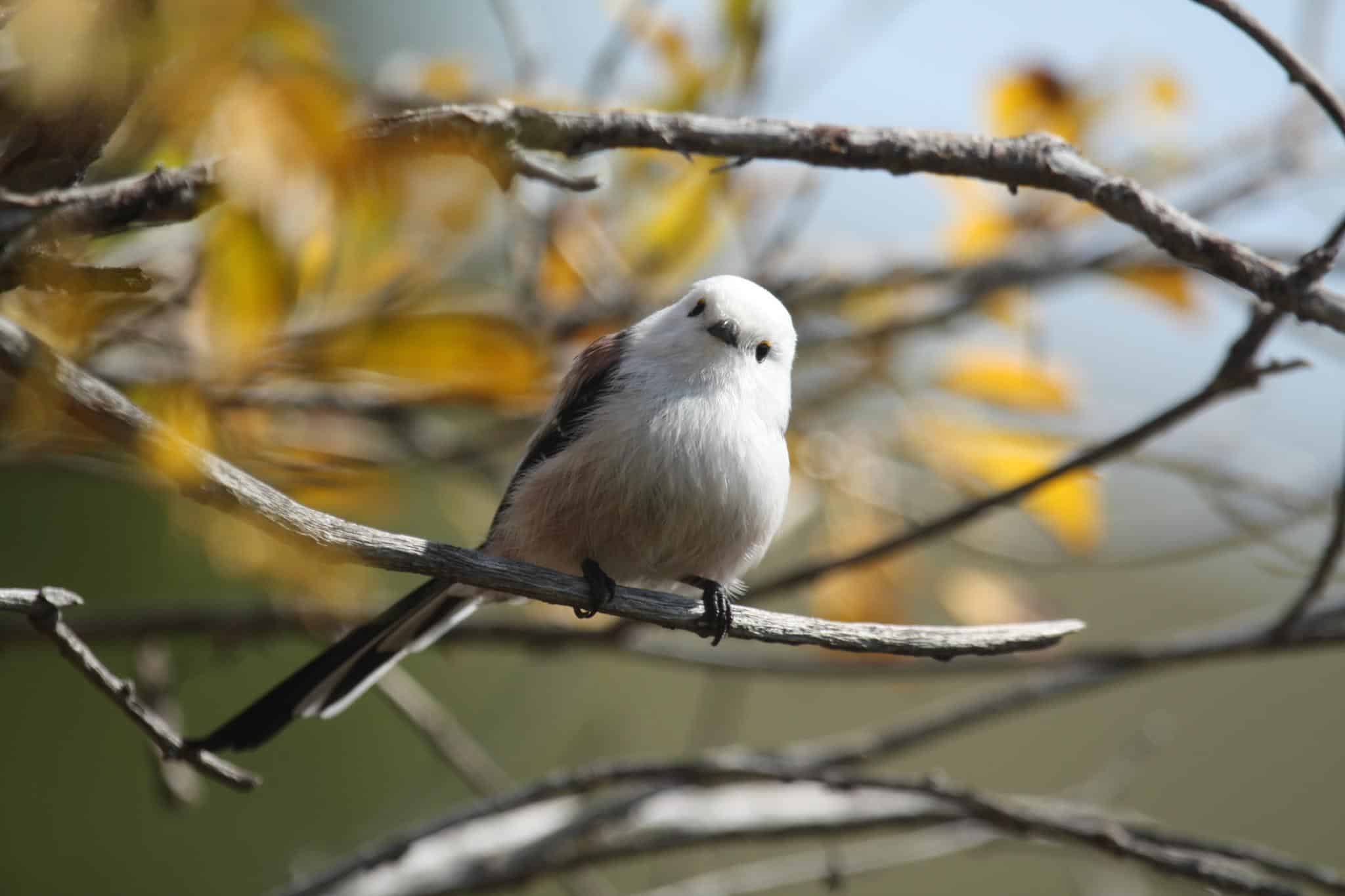 aegithalos caudatus mongolia perching 8