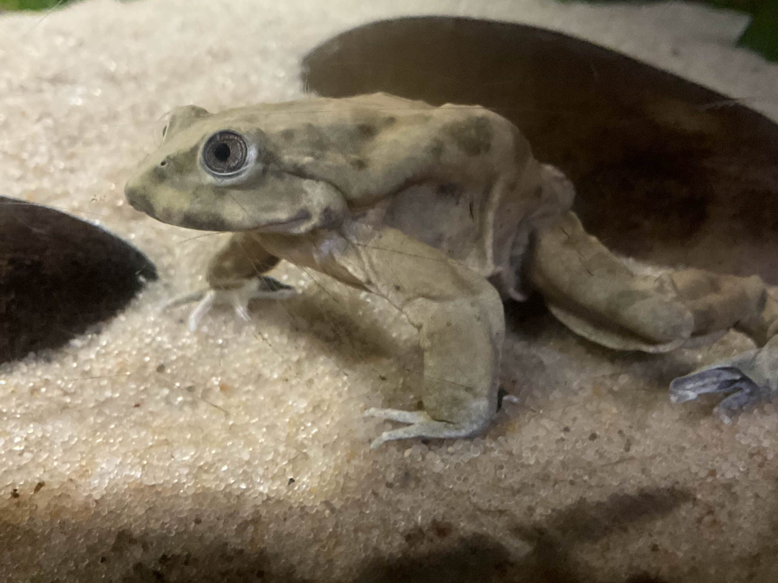 telmatobius culeus va  Scrotum Frog