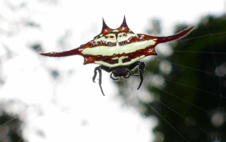 long winged kite spider (gasteracantha versicolor) on web … (45816741384) long winged kite spider (gasteracantha versicolor) on web … (45816741384)