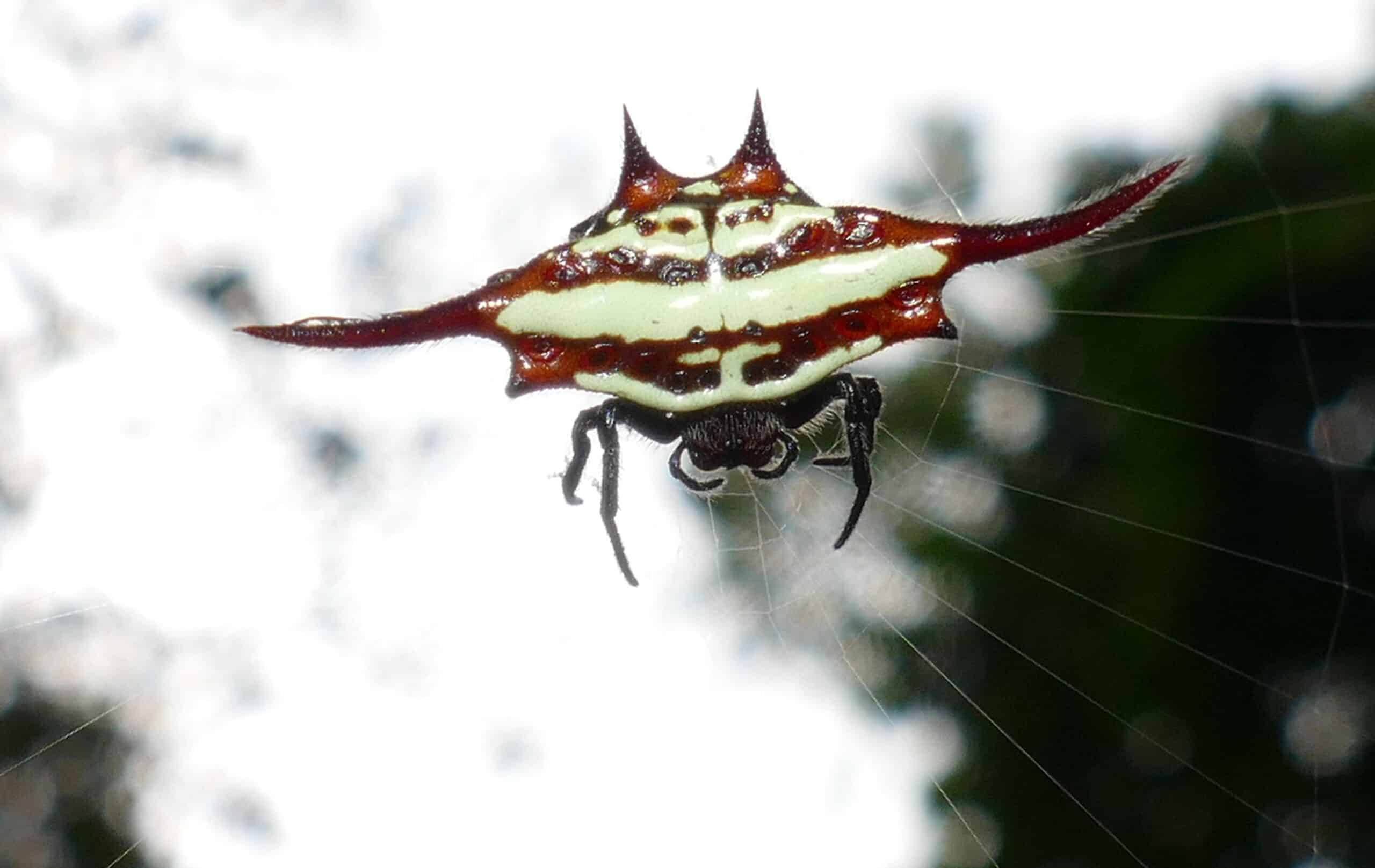 long winged kite spider (gasteracantha versicolor) on web … (45816741384) long winged kite spider (gasteracantha versicolor) on web … (45816741384)