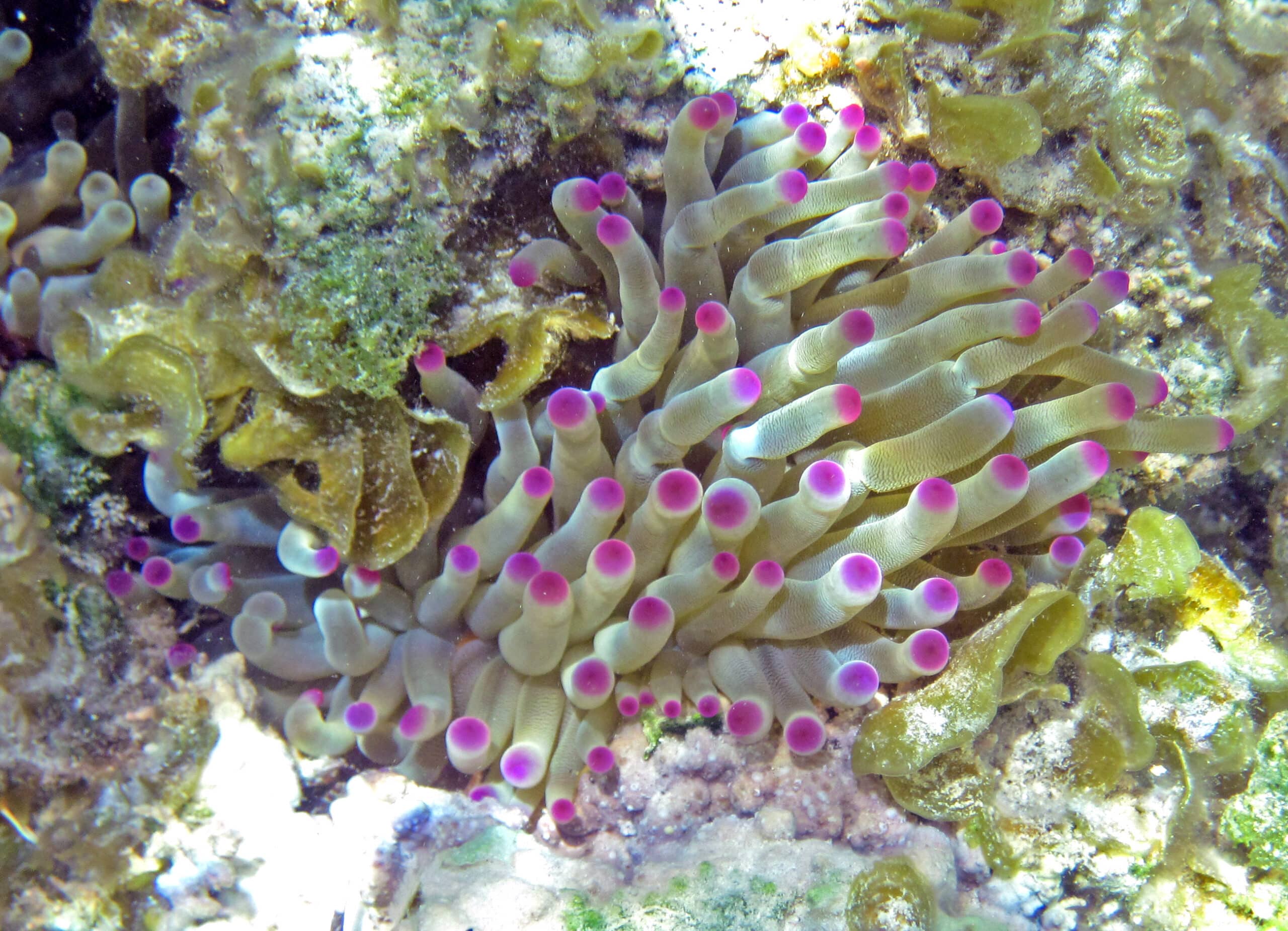 file:condylactis gigantea (giant caribbean sea anemone) (san salvador island, bahamas) 6 (16059881866).jpg file:condylactis gigantea (giant caribbean sea anemone) (san salvador island, bahamas) 6 (16059881866).jpg
