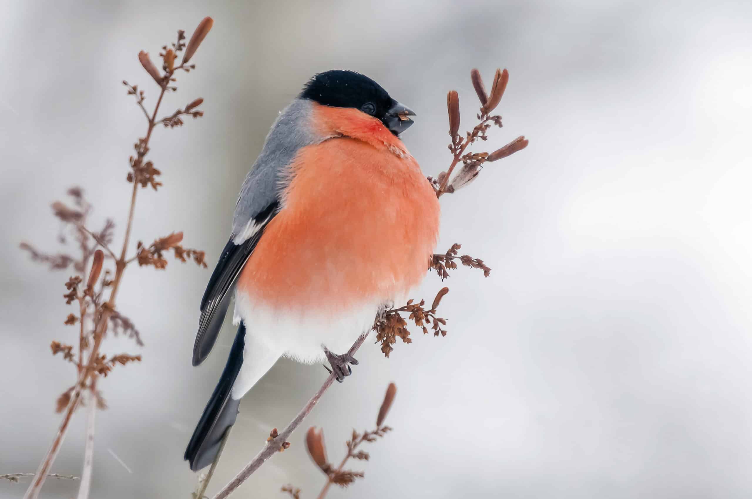 leevike (pyrrhula pyrrhula)  Eurasian Bullfinch
