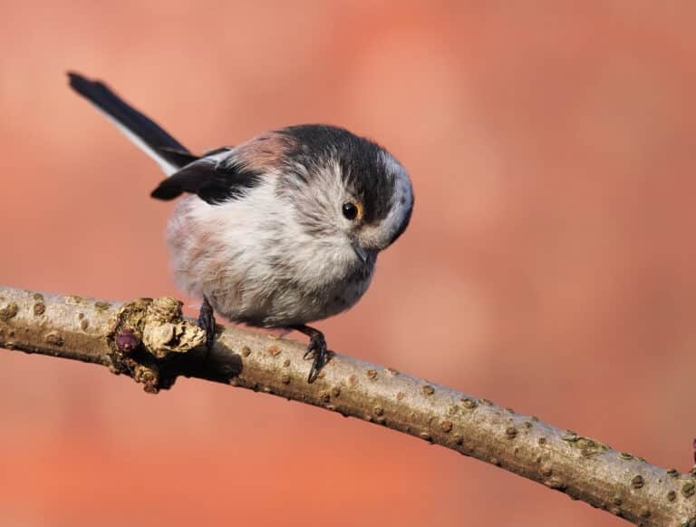 aegithalos caudatus cocked head
