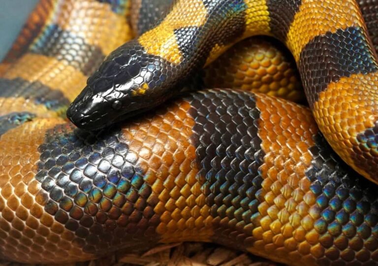 close up adult bissy close up adult bissy Bismarck Ringed Python