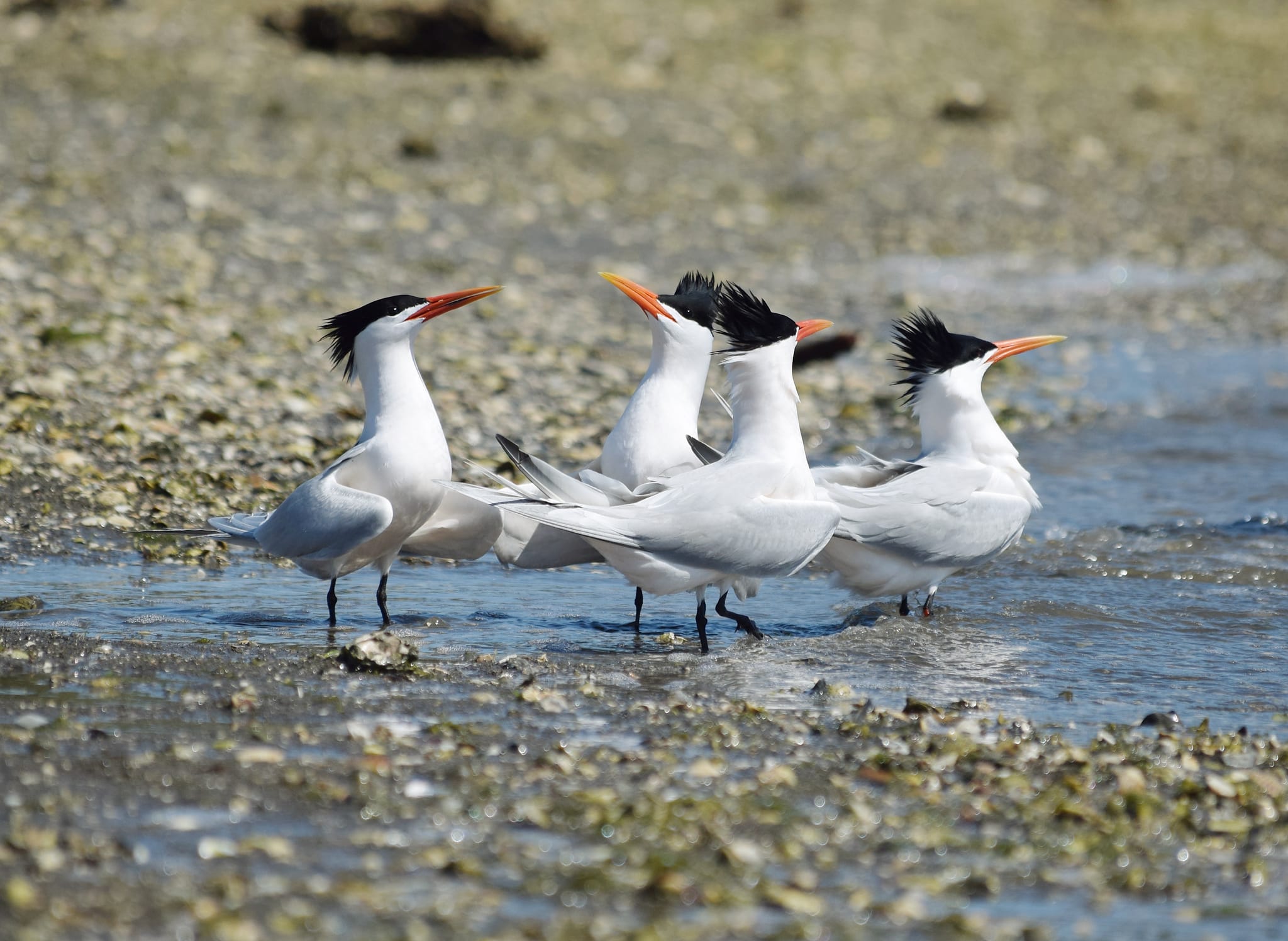 2022 04 16 thalasseus elegans, upper newport bay, california 4 2022 04 16 thalasseus elegans, upper newport bay, california 4