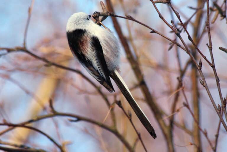 long tailed tit, aegithalos caudatus img 9933