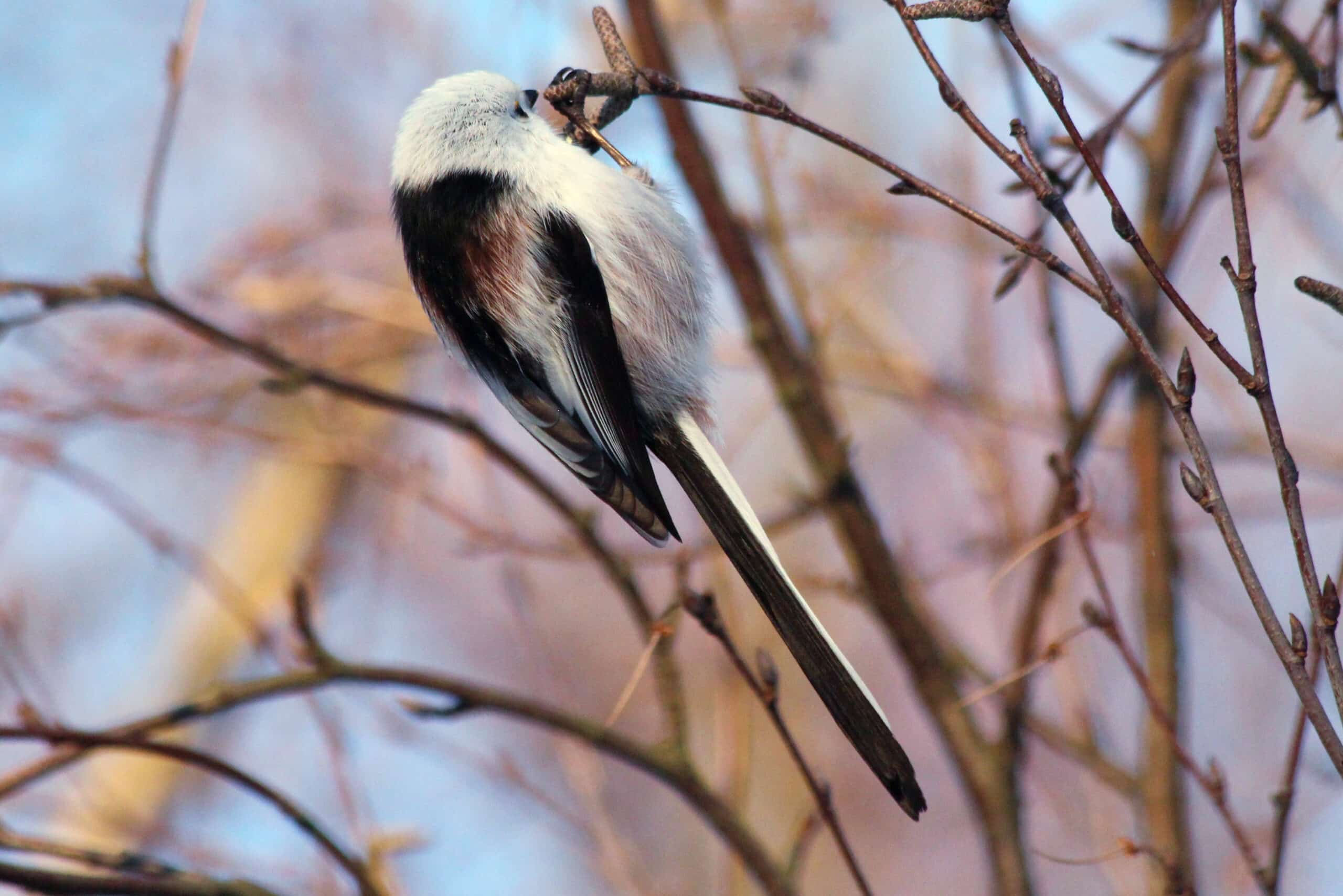 long tailed tit, aegithalos caudatus img 9933