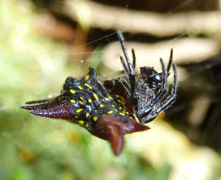 file:gasteracantha versicolor, krantzkloof natuurreservaat, e.jpg file:gasteracantha versicolor, krantzkloof natuurreservaat, e.jpg