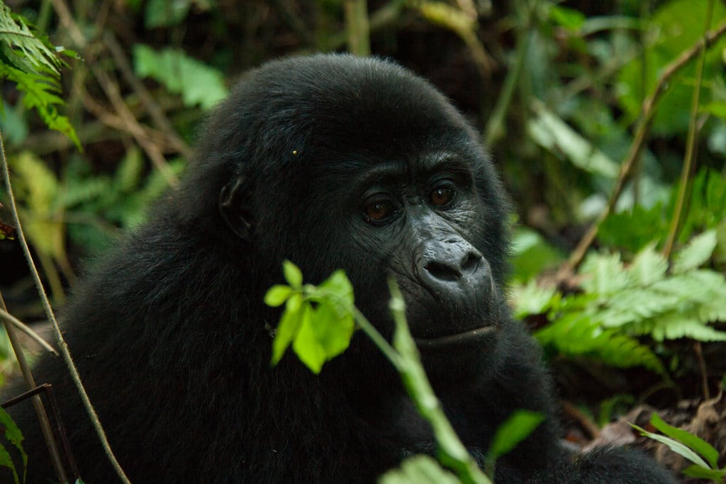male mountain gorilla (5 y.o.) bwindi impenatrable forest, uganda male mountain gorilla (5 y.o.) bwindi impenatrable forest, uganda