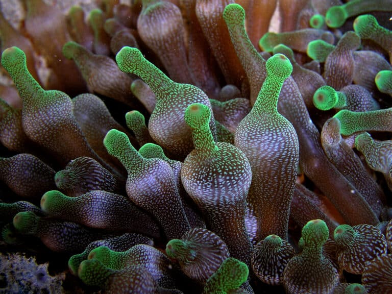 entacmaea quadricolor (bulb tentacle sea anemone) entacmaea quadricolor (bulb tentacle sea anemone)