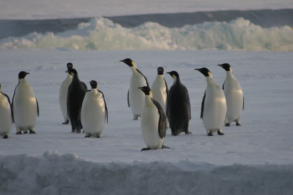 emperor penguins on sea ice mcmurdo sound feb 2011