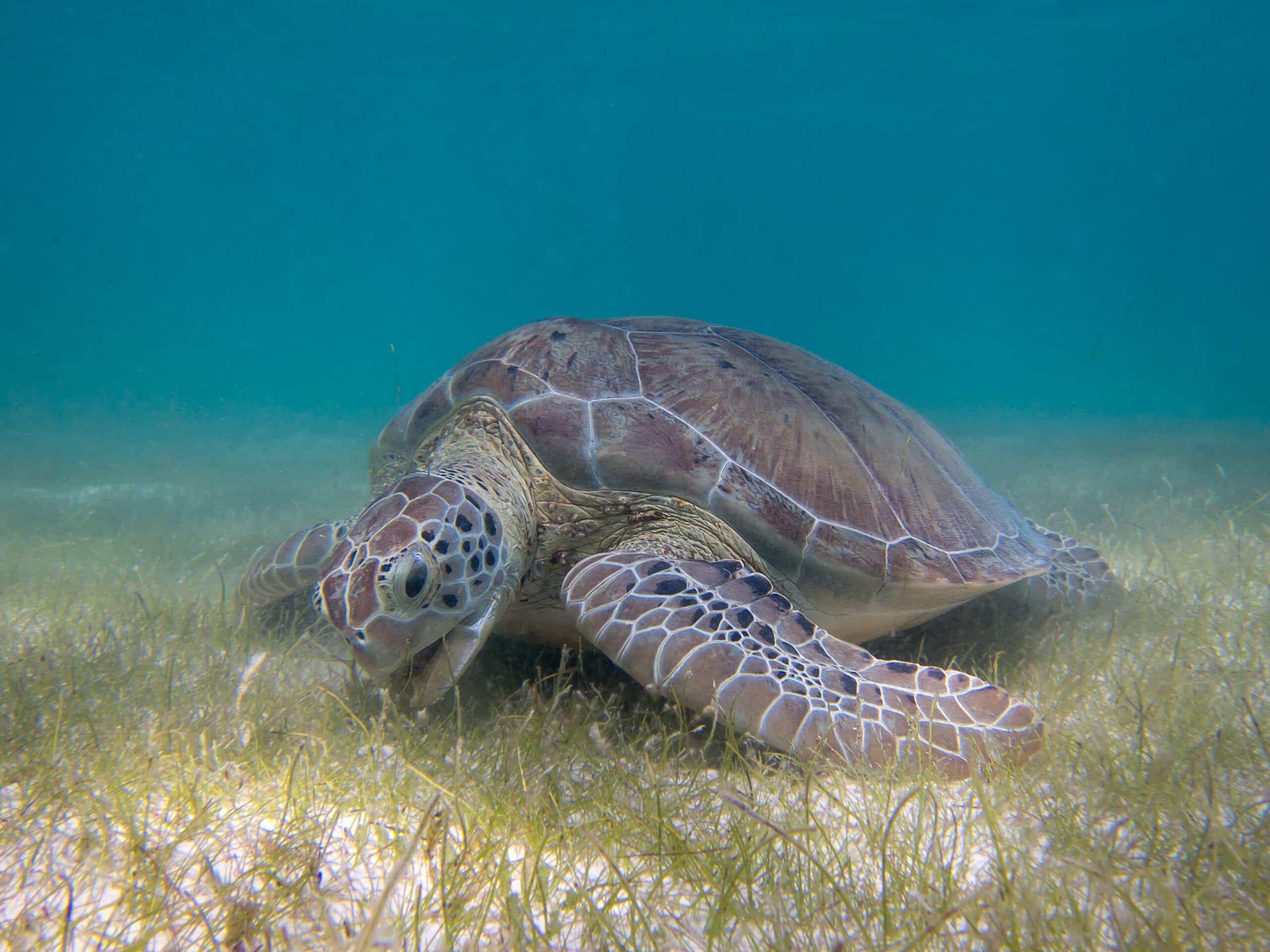 green sea turtle grazing seagrass