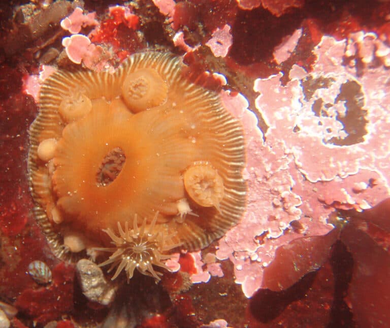 brooding sea anemone epiactis prolifera 1 brooding sea anemone epiactis prolifera 1