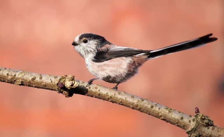 aegithalos caudatus side on Long-Tailed Tit