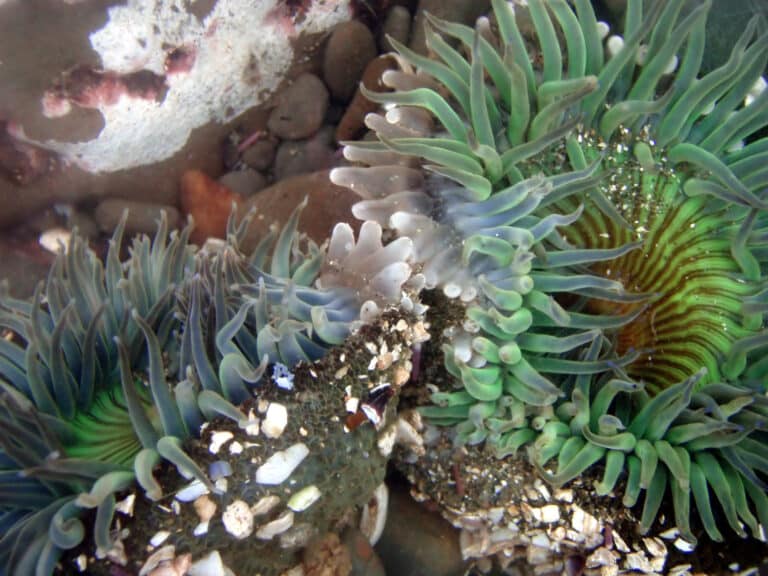 clone war of sea anemones 2 17 08 2 clone war of sea anemones 2 17 08 2